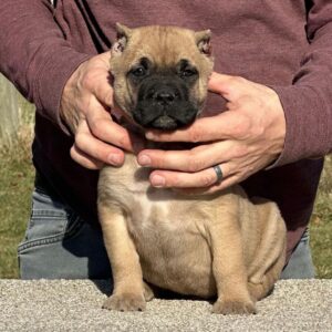 buy cane corso puppies