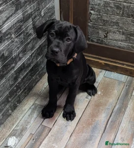 buy cane corso puppies
