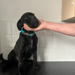 buy cane corso puppies