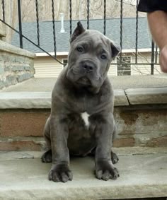cane corso puppies for sale