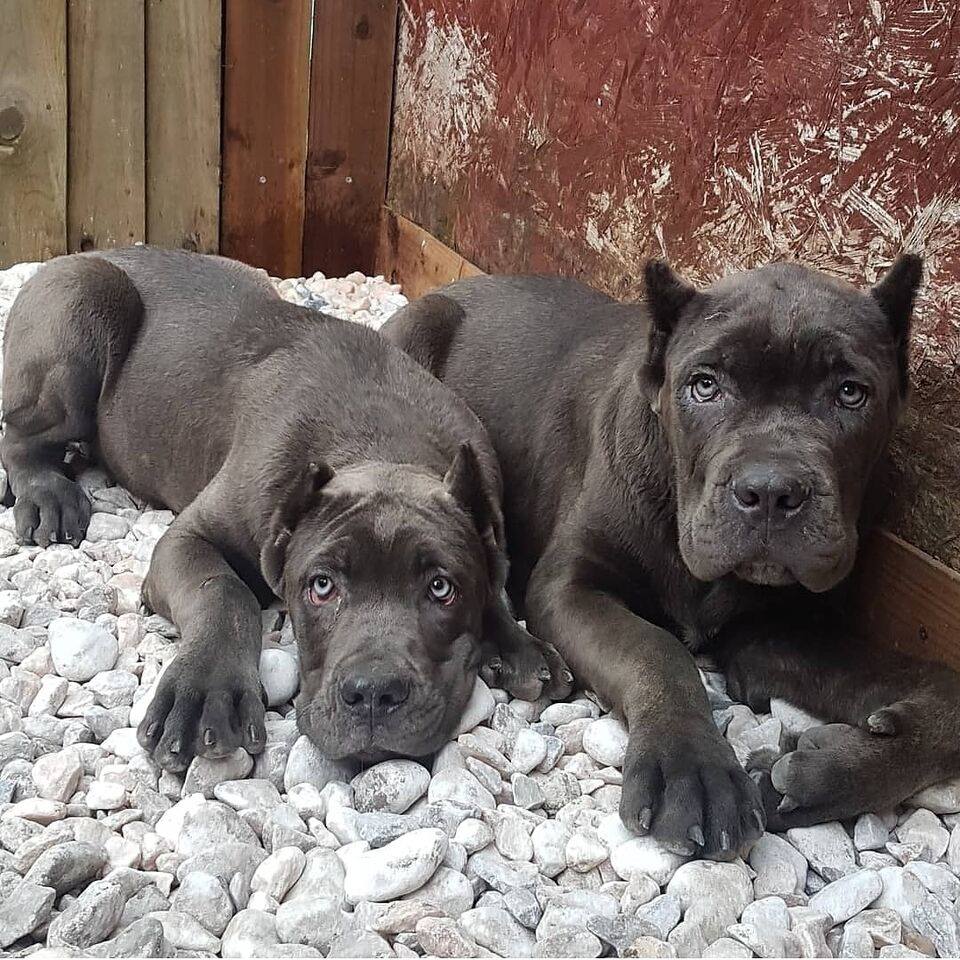 Cane-Corso-Puppies