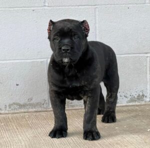 buy cane corso puppies