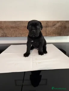 cane corso puppy for sale