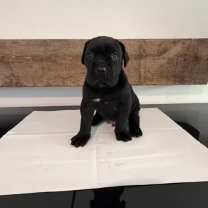 cane corso puppy for sale