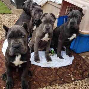 buy cane corso