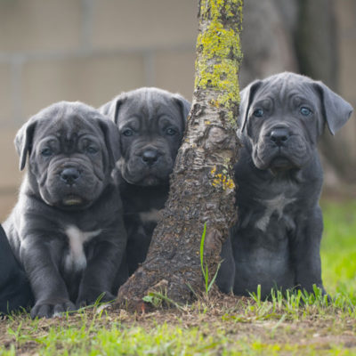 cane corso puppies for sale