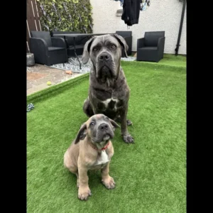 BUY CANE CORSO PUPPIES