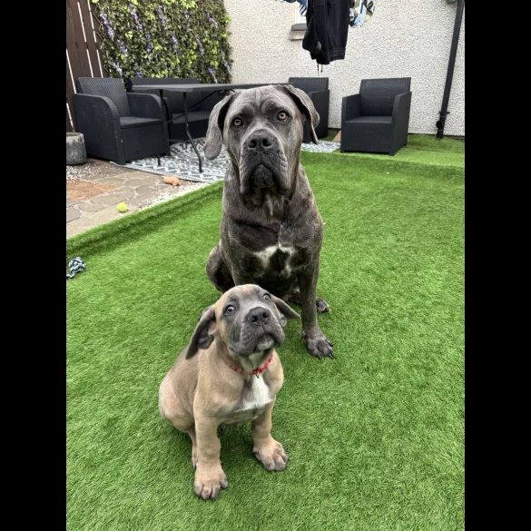 cane corso puppies for sale