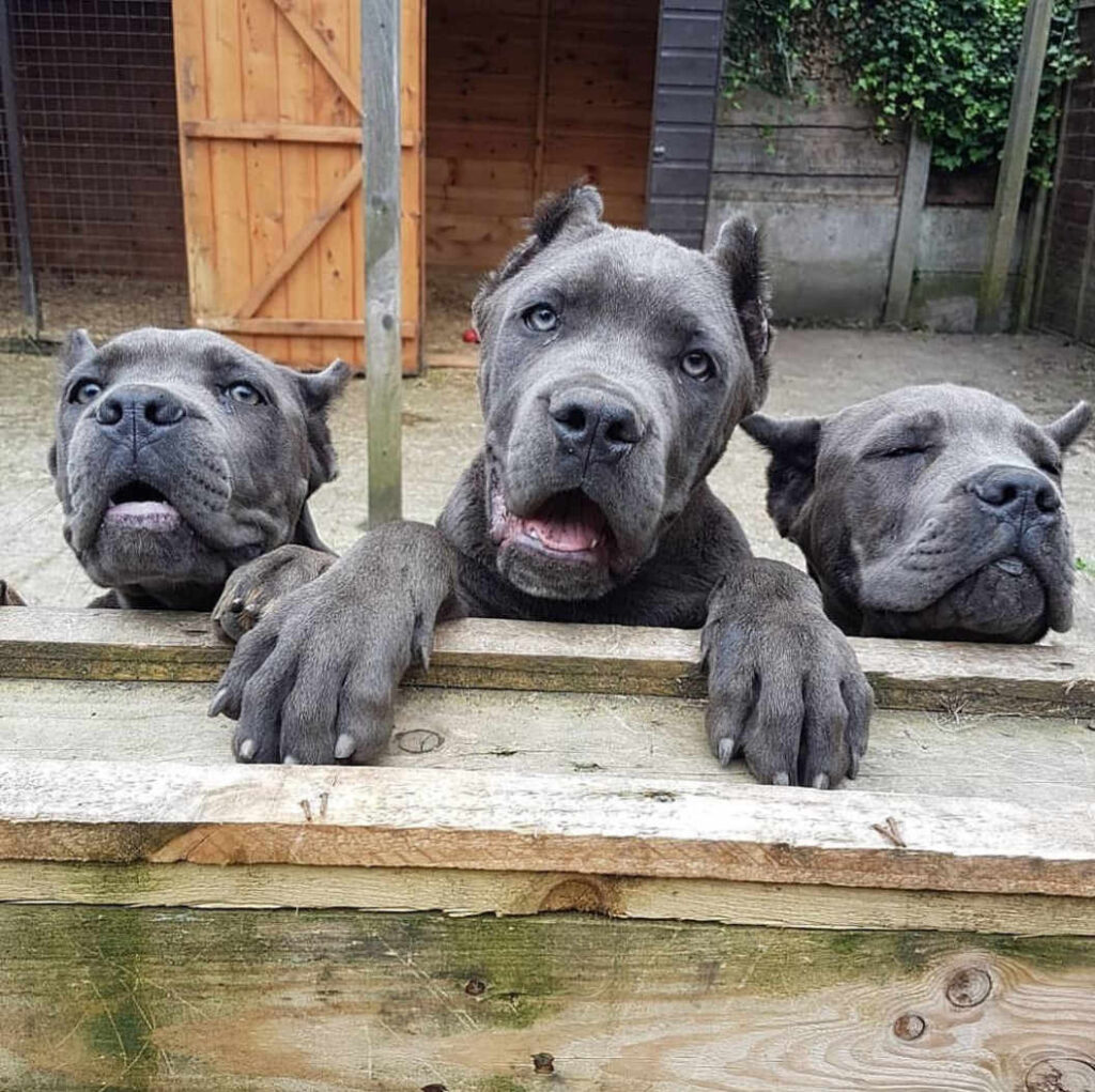 buy cane corso1