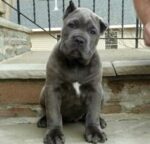 BUY CANE CORSO