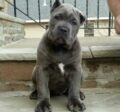BUY CANE CORSO