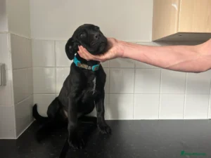 buy cane corso puppies