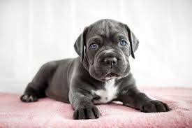 Winter Clothes for Cane Corso Puppies